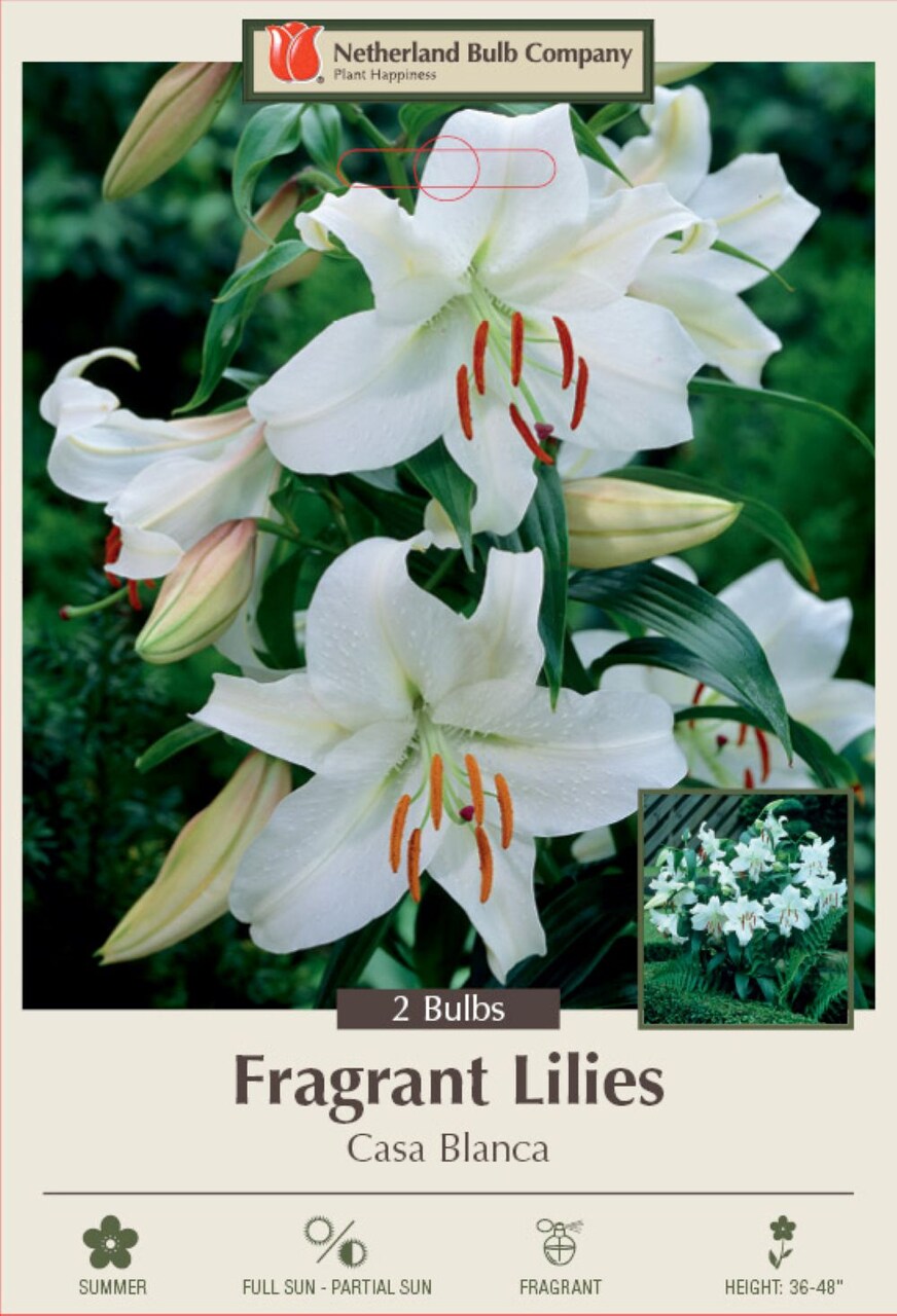 Casa Blanca Oriental Lily - 2 Bulbs 16/18 cm - Dazzling White!